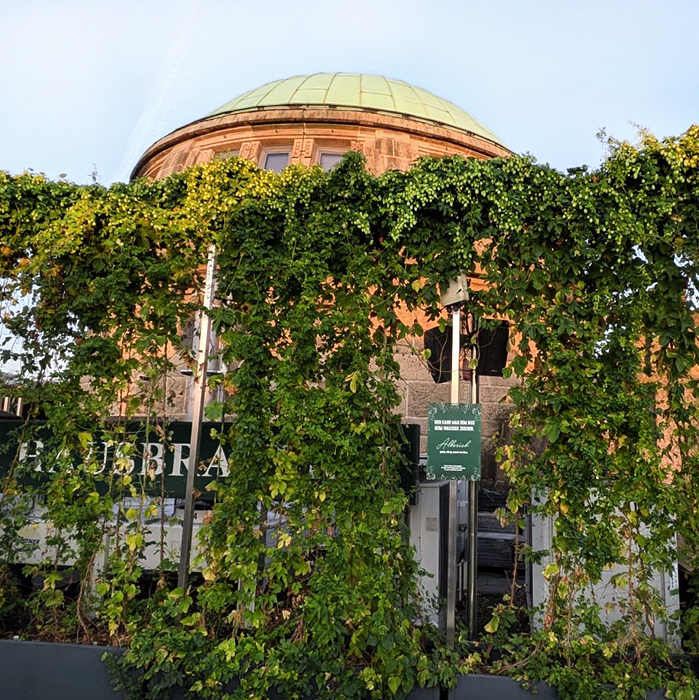 Üppig wachsende Hopfenpflanzen ranken an der Hopfenplantage auf der Blockbräu Hafenterrasse empor.